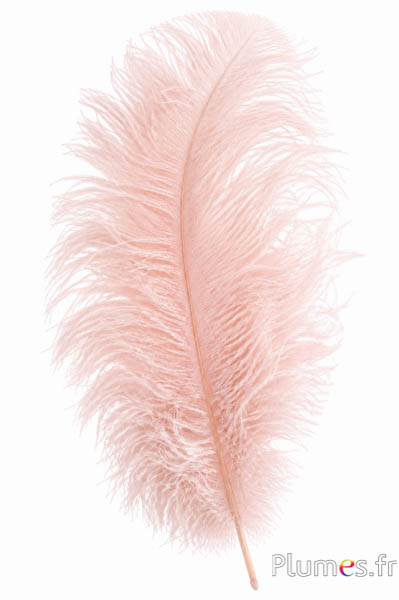 Struzzo premium - 50-60 cm - crema rosa